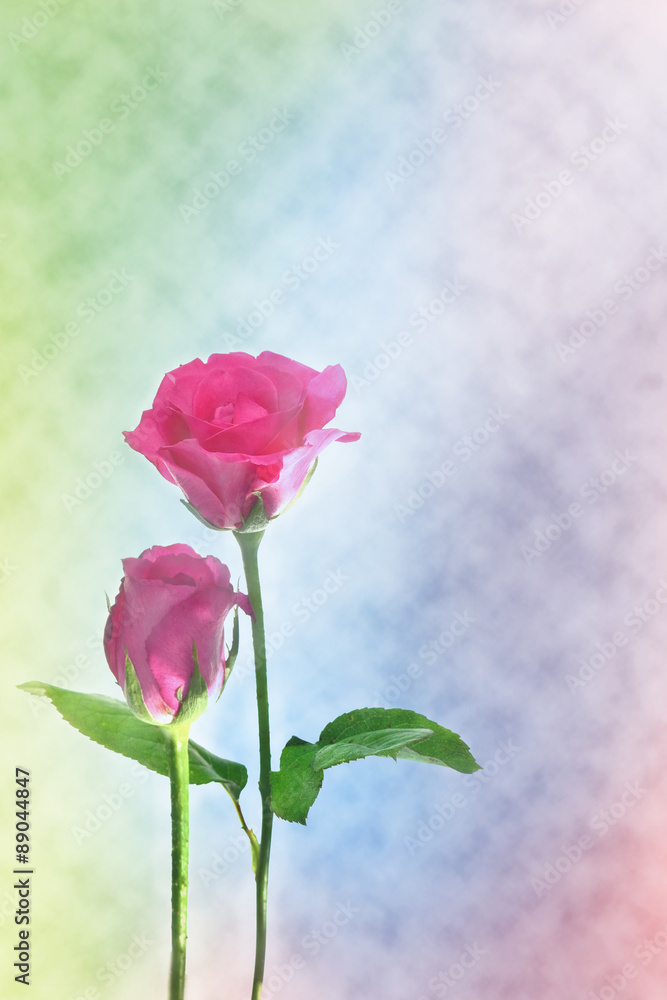 Rose background beautiful color for romantic couple decoration (Card, greeting, valentine)