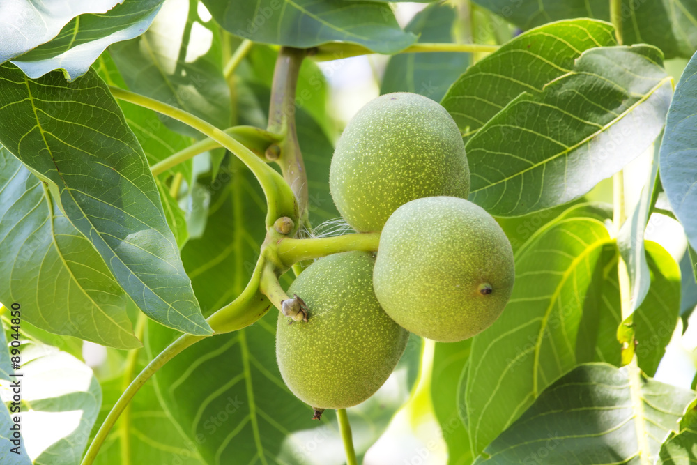 Green Walnut Green Walnut