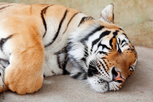 Fototapeta Naklejka Na Ścianę i Meble -  Sleeping Tiger, Chiang Mai, Thailand