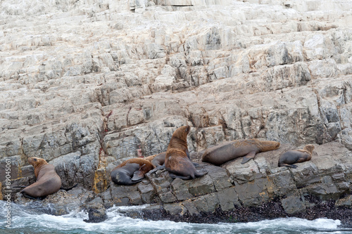 Seelöwen bei Pucusana, Peru