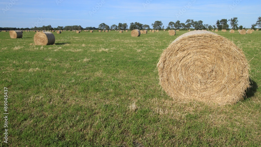 Erntezeit auf dem Zingst in Vorpommern