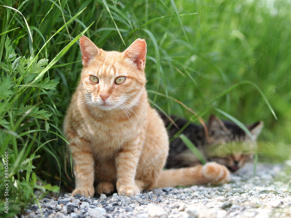 Fototapeta premium 草むらの猫