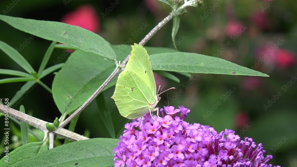 Butterfly brimstone on purple Flower Butterfly brimstone on purple Flower