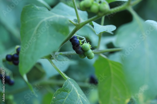 Quadro em tela nightshade berry plant selective soft focus