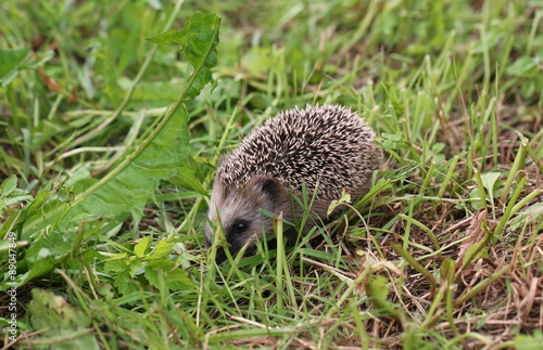 young hedgehog walking on grass summer spring vacation