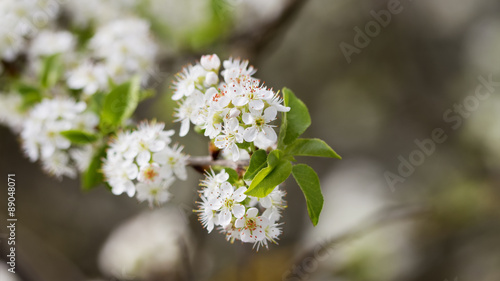 Flowers bird cherry Prunus mahaleb colorful spring soft backgrou