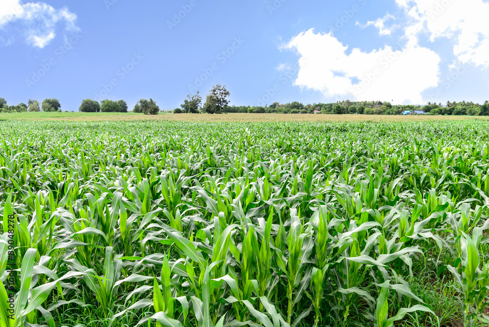 Corn field in morning.
