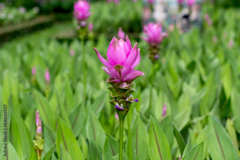 Siam Tulip, Pink Flower, Field of Flowers Siam Tulip, Pink Flower, Field of Flowers