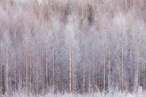 Fototapeta Naklejka Na Ścianę i Meble -  Frosty forest