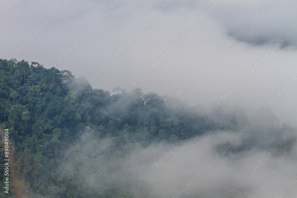 sea of fog with forests as foreground