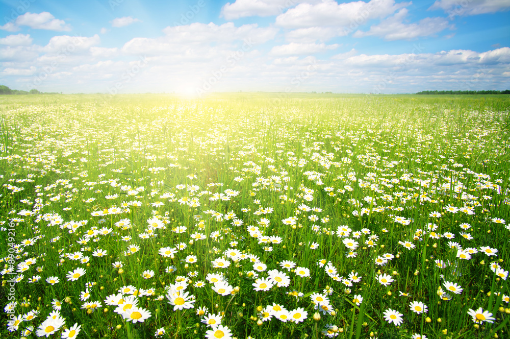 Fototapeta premium daisy flowers