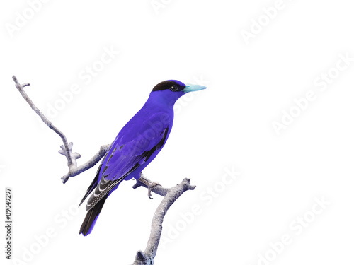 Colorful bird isolated on white background