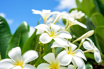 Keuken achterwand Frangipani Witte plumeria onder strakblauwe lucht  © bouybin