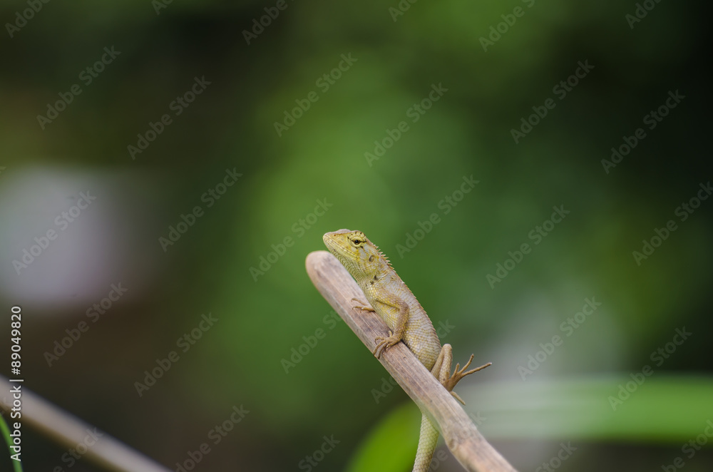 Lizard on a branch in Thailand Lizard on a branch in Thailand
