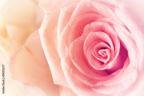 Pink rose on pastel background