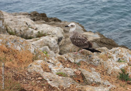 Seagull standing on a rocky coastline