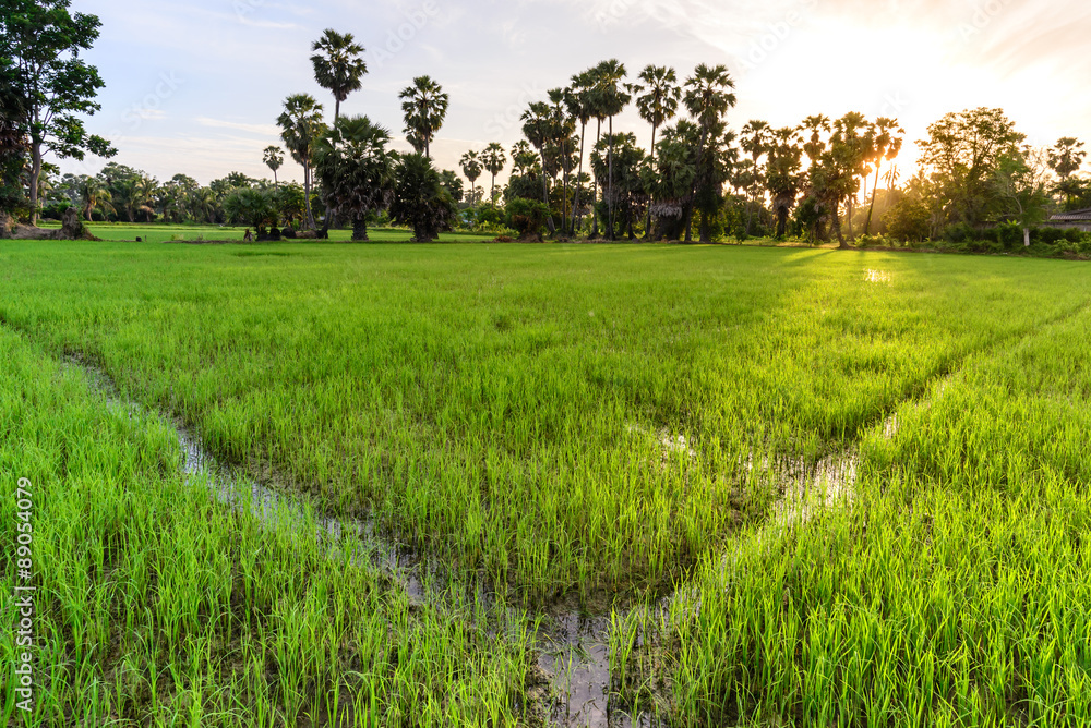 Rice field with palm tree background in morning, Phetchaburi Tha Rice field with palm tree background in morning, Phetchaburi Tha