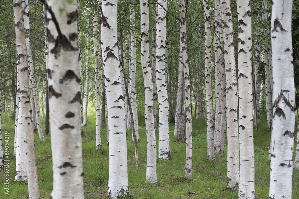 Obraz premium A group of birches in the nature