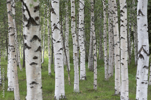 A group of birches in the nature