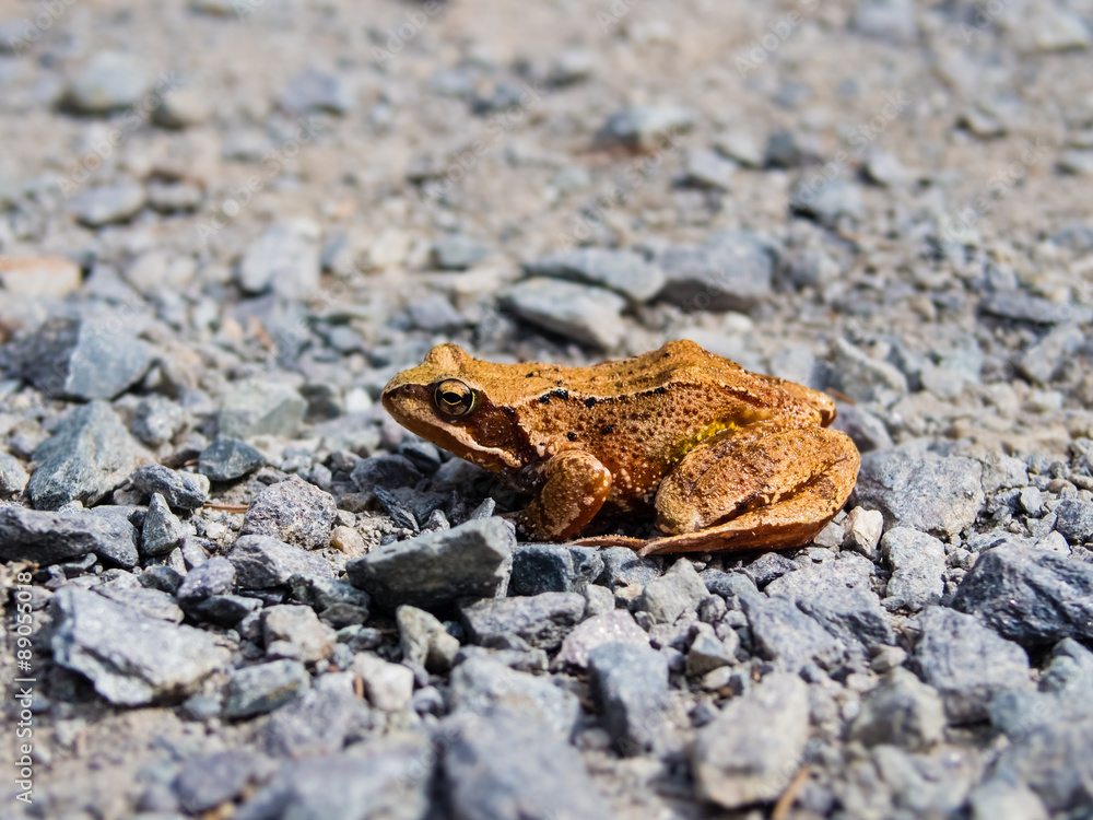 Common toad, rana temporaria, sitting on the rocky road Common toad, rana temporaria, sitting on the rocky road