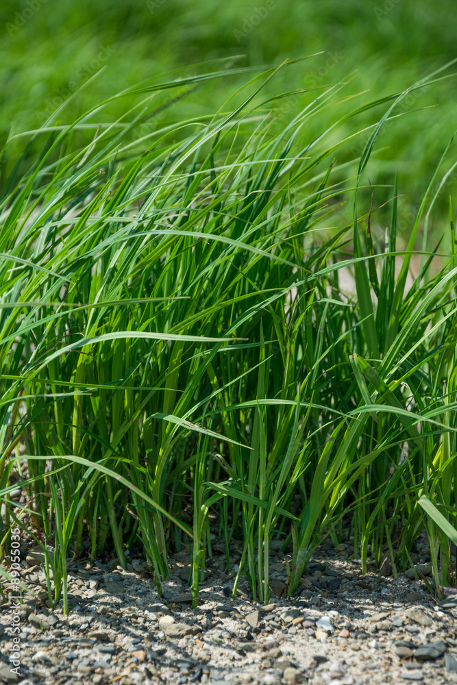 Obraz premium Ein Stück Wiese