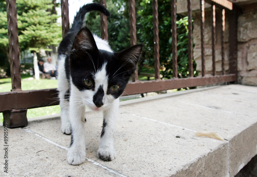 meraklı kedi