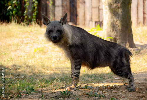 Brown hyena. Stock photo. Hyena's gaze.