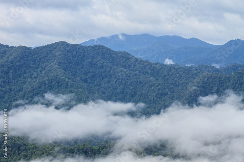 sea of fog with forests as foreground