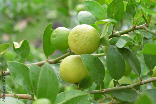 lemons hanging on a lemon tree