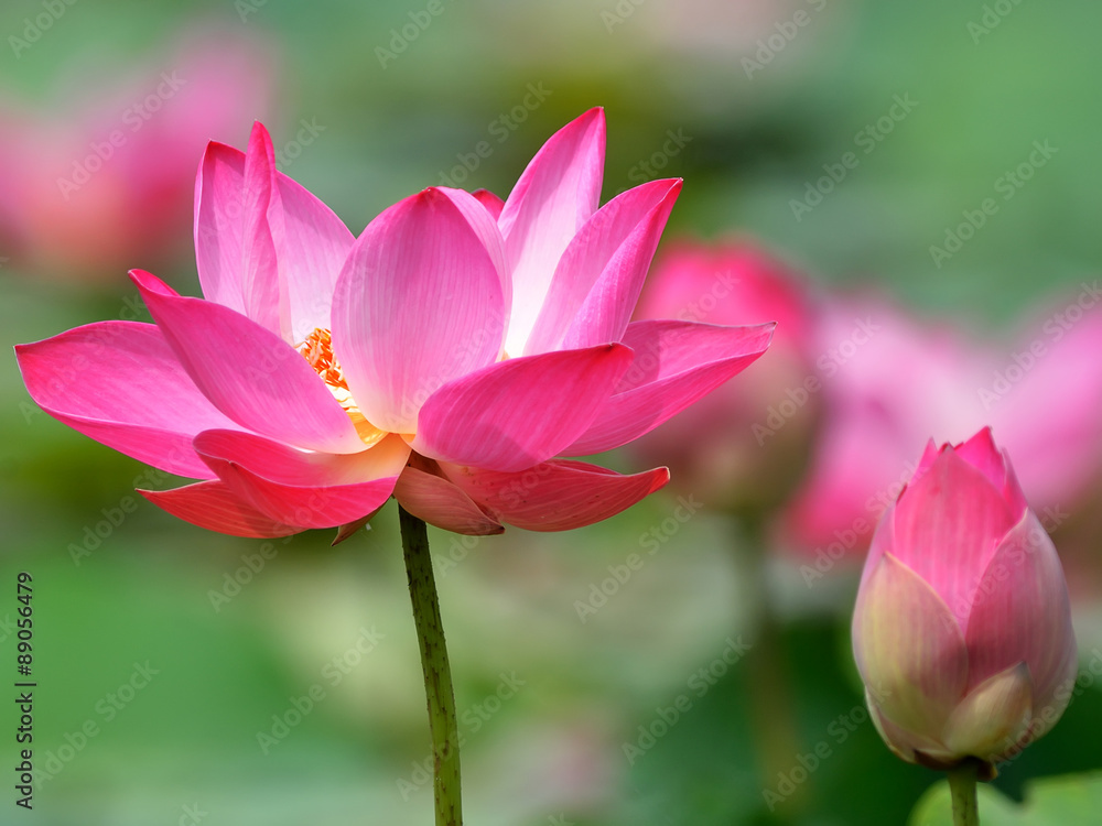 Lotus flower