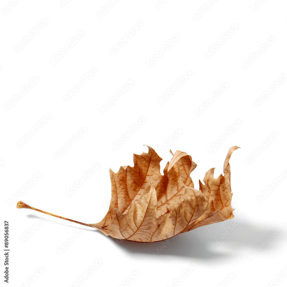 leaf fall wrinkled golden maple leaf leaf fall wrinkled golden maple leaf