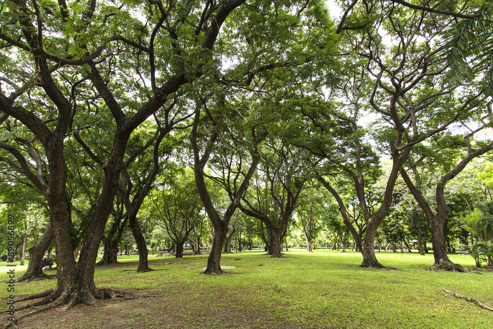 Green trees