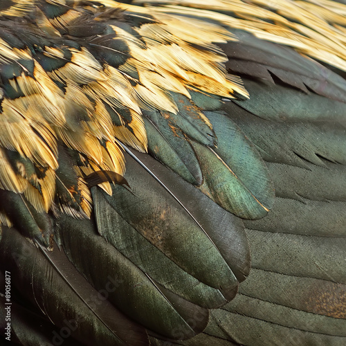 Chicken feather