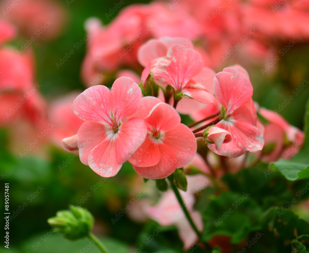 Obraz premium closeup geraniums with soft background
