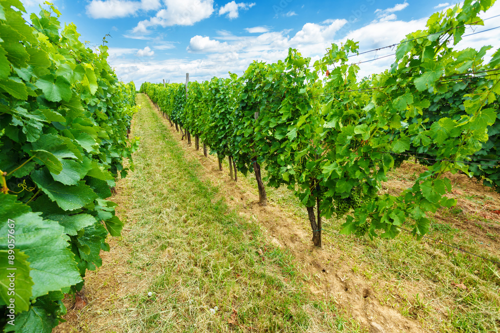 Blauer Portugeiser and Blaufränkisch grapes in vineyard