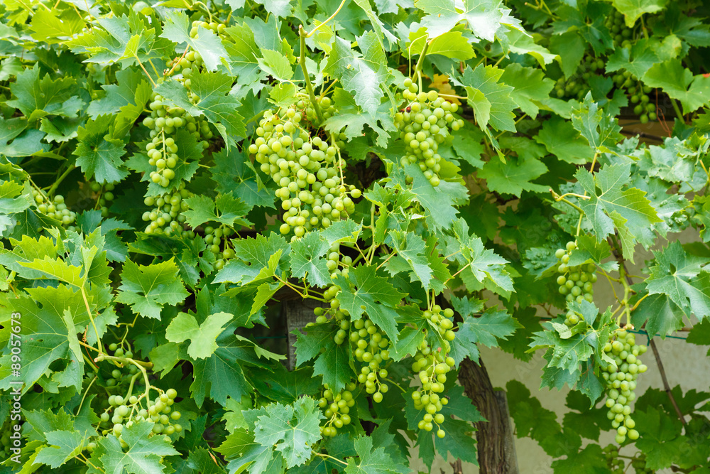 Green Muscat Ottonel grape clusters Green Muscat Ottonel grape clusters