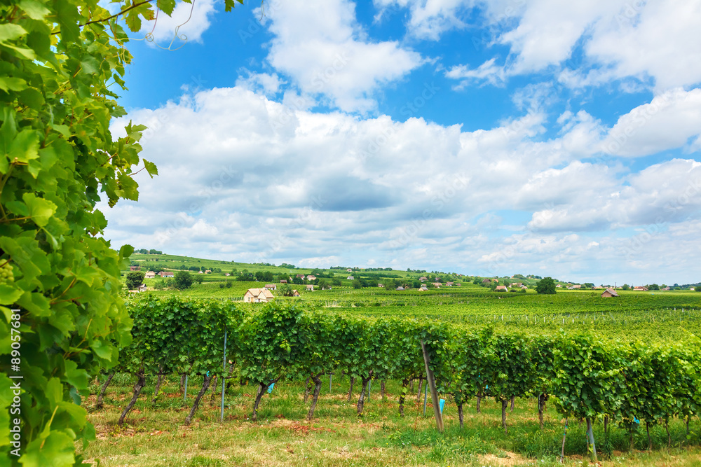 Vineyards in Villány, Hungary, summer of 2015
