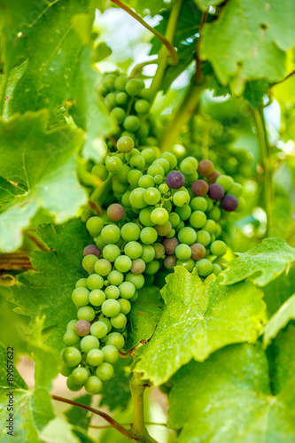 Ripening Blauer Portugeiser grape cluster photo