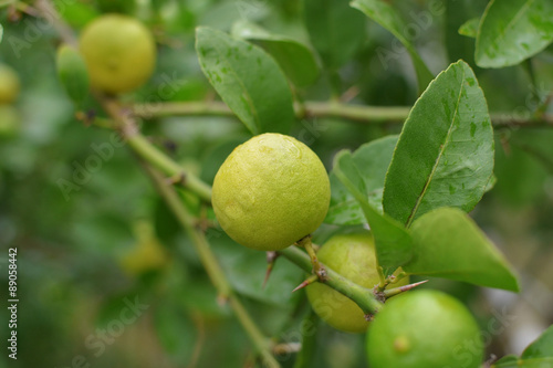 lemons hanging on a lemon tree