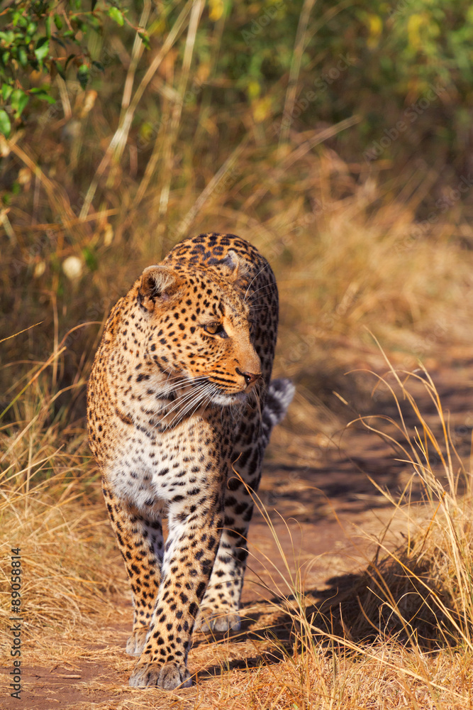 Naklejka premium Female leopard in Masai Mara