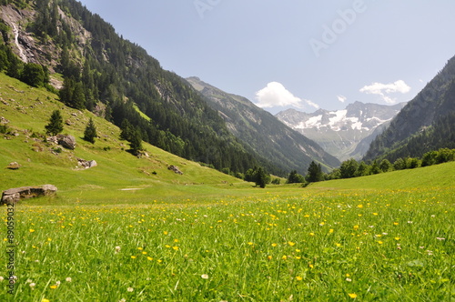 blühende Bergwiese im Zillertal / Österreich