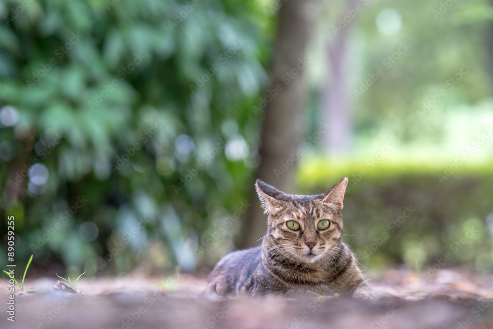 のらねこのいる風景 のらねこのいる風景