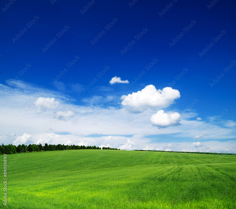 field field