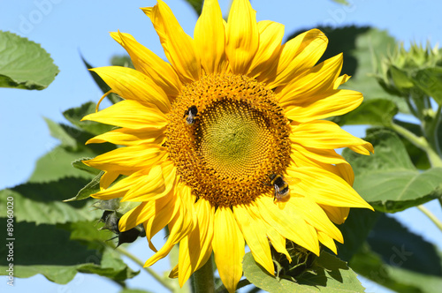 sunflower