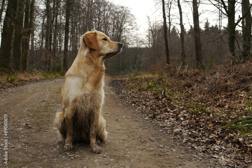 dreckiger Hund