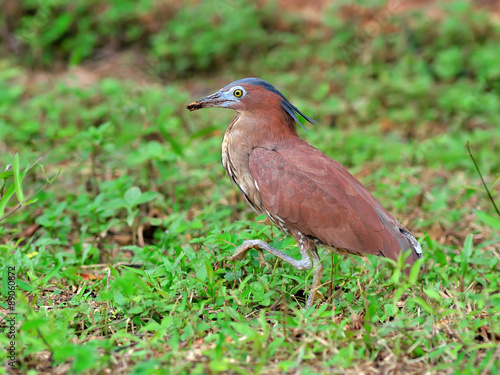 Bird (Malayan Night Heron) , Thailand
