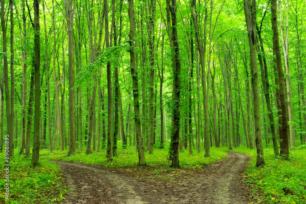 forest forest