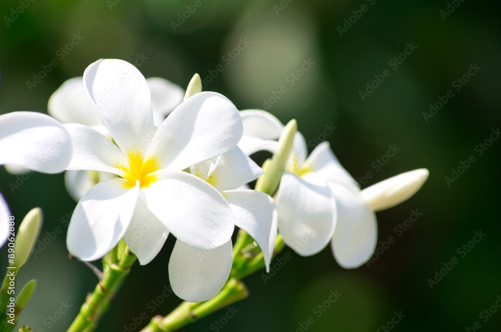flowers flowers