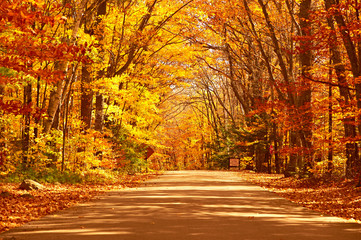 Wandcirkels Herfst Landweg door kleurrijk herfstlandschap  © haveseen