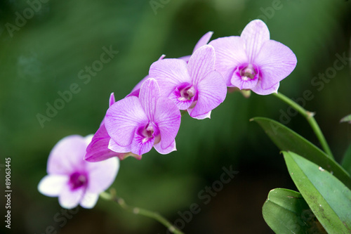 orchid